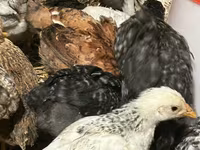 Chickens — Foto 2