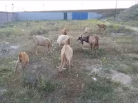 Ешкі, Alpine goat — 1-сурет