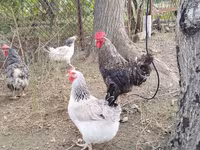 Chickens — photo 2