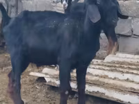 Taka, Anatolian Black goats — 3-rasm