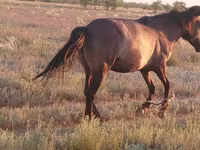 Madyan, Mugalzhar horse — foto 5