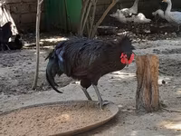Australorp — photo 5