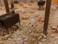 Chickens — foto 5
