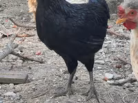 Chickens — photo 2