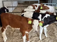 أبقار (دفعة، الجنس غير محدد), Simmental cattle — الصورة 1