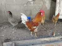 Chickens — foto 2