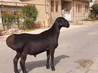 كبش, الأغنام — الصورة 1