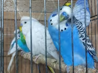 Chickens — Foto 2