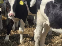 Bulle, Russian Black pied cattle — Foto 3