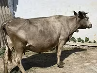 Cow, Cattle — photo 3