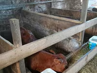 Toro, Ganado vacuno — foto 3