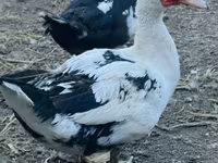 Ducks — foto 1