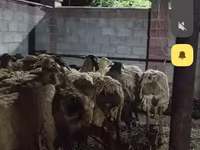 公羊, Sheep — 照片 2