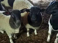 Қошқар, Dorper sheep — 2-сурет
