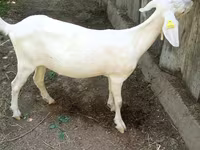عنزة, Nubian Goat — الصورة 1