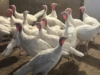 Turkeys — foto 1