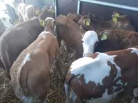 Bulle, Simmental cattle — Foto 1