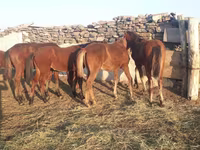 At, Mugalzhar horse — foto 1