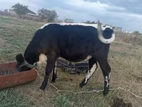 Cow, Kazakh White-headed cow — photo 5
