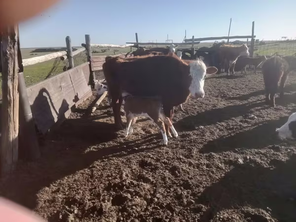 Kuh, Latvian Blue cattle