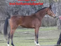 Stute, Arabian horse — Foto 6