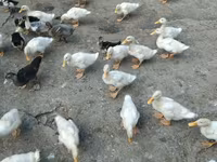 Ducks — foto 1