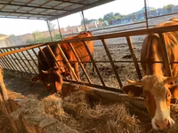 بقرة, Simmental cattle — الصورة 2