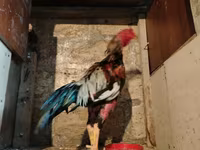 Chickens — Foto 4