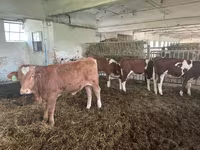 Buqa, Simmental cattle — 1-rasm