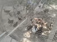 Ev Muskovisi — foto 4