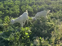 Ziege, Saanen goat — Foto 1