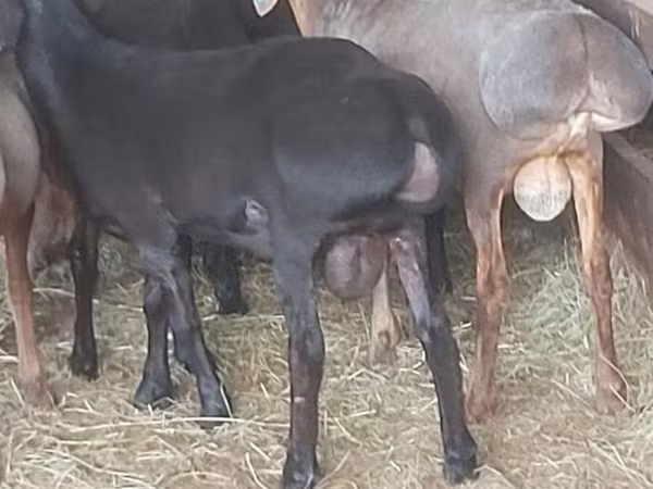 Widder, Hissar sheep