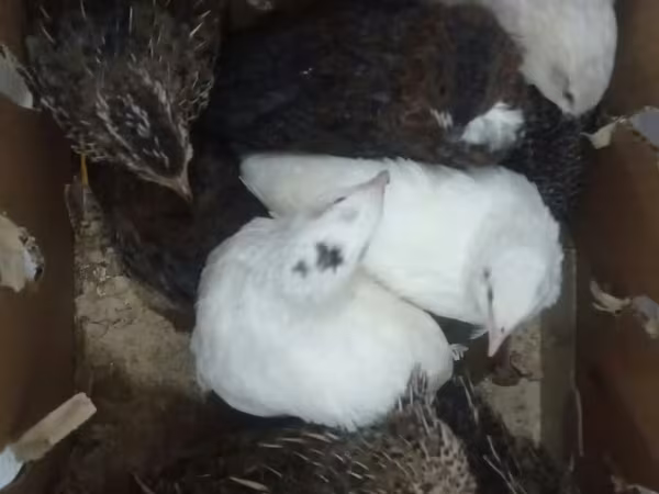 Quails