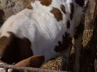 Buqa, Simmental cattle — 5-rasm