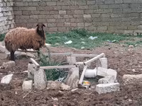 Qoç, Qoyunlar — foto 2