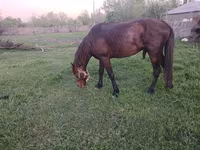 حصان, Azerbaijan horse — الصورة 6