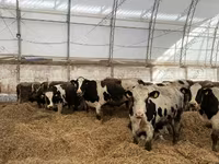 公牛, Holstein breed — 照片 2