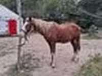 Hengst, Kazakh horse — Foto 5