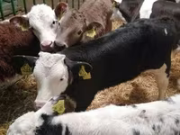 Bull, Cattle — photo 2