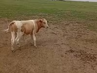 Kuh, Simmental cattle — Foto 2