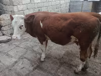 Kuh, Simmental cattle — Foto 1