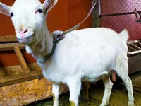 Коза, Saanen goat — фото 1