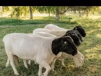 Widder, Dorper sheep — Foto 6