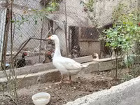 Geese — الصورة 2