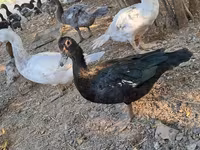 Ducks — फ़ोटो 6
