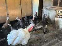 Turkeys — 1-rasm