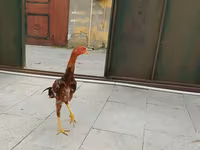 Chickens — Foto 2