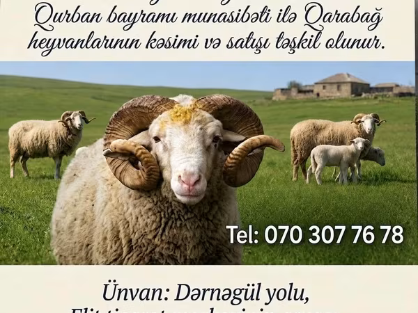 كبش, Karabakh sheep