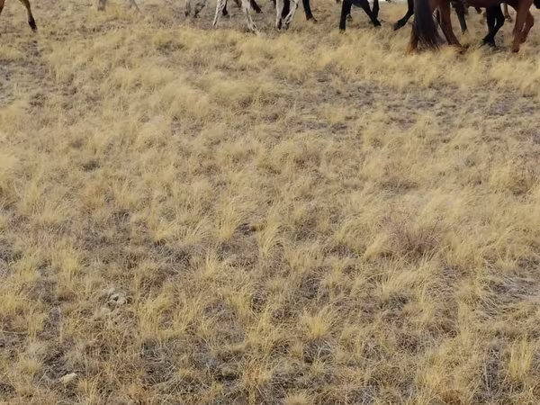 Horses (batch, sex not specified), Horses