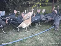 Turkeys — Foto 4